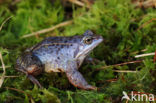 Heikikker (Rana arvalis) 