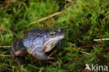 Moor Frog (Rana arvalis)