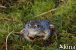 Moor Frog (Rana arvalis)