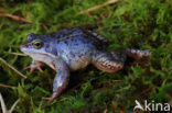 Moor Frog (Rana arvalis)