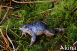 Moor Frog (Rana arvalis)