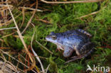 Moor Frog (Rana arvalis)