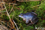 Heikikker (Rana arvalis) 