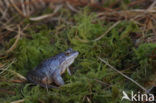 Moor Frog (Rana arvalis)