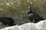 Northern Bald Ibis (Geronticus eremita) 