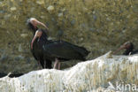 Northern Bald Ibis (Geronticus eremita) 