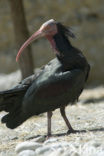 Northern Bald Ibis (Geronticus eremita) 