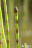 Waterhorsetail (Equisetum fluviatile)