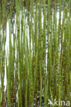 Holpijp (Equisetum fluviatile)