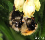 bumblebee (Bombus sp.)