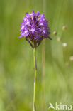 Hondskruid (Anacamptis pyramidalis) 