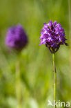 Hondskruid (Anacamptis pyramidalis) 