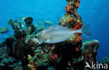 Honeycomb Cowfish (Lactophrys polygonia)