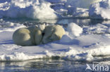 Polar bear (Ursus maritimus) 