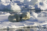 Polar bear (Ursus maritimus) 