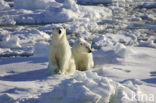 Polar bear (Ursus maritimus) 