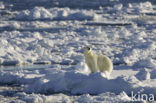 Polar bear (Ursus maritimus) 