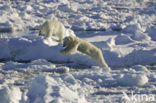 Polar bear (Ursus maritimus) 