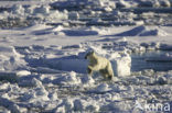 Polar bear (Ursus maritimus) 