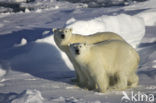 Polar bear (Ursus maritimus) 