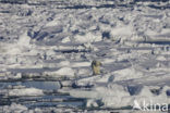 Polar bear (Ursus maritimus) 