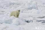 Polar bear (Ursus maritimus) 