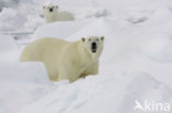Polar bear (Ursus maritimus) 