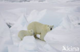 Polar bear (Ursus maritimus) 