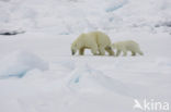 Polar bear (Ursus maritimus) 