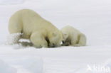 Polar bear (Ursus maritimus) 