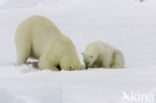 Polar bear (Ursus maritimus) 