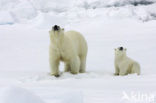 Polar bear (Ursus maritimus) 