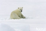 Polar bear (Ursus maritimus) 