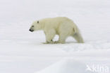 Polar bear (Ursus maritimus) 