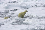 Polar bear (Ursus maritimus) 