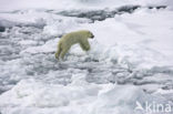 Polar bear (Ursus maritimus) 