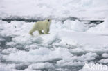 Polar bear (Ursus maritimus) 