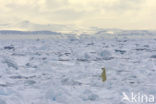 Polar bear (Ursus maritimus) 