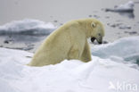 Polar bear (Ursus maritimus) 