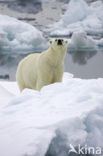 Polar bear (Ursus maritimus) 