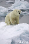 Polar bear (Ursus maritimus) 