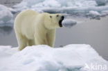 Polar bear (Ursus maritimus) 