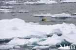 Polar bear (Ursus maritimus) 