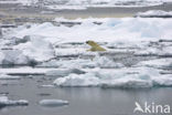 Polar bear (Ursus maritimus) 