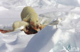 Polar bear (Ursus maritimus) 