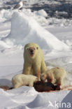 Polar bear (Ursus maritimus) 