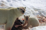 Polar bear (Ursus maritimus) 