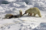 Polar bear (Ursus maritimus) 