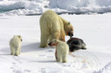 Polar bear (Ursus maritimus) 