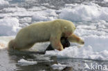 Polar bear (Ursus maritimus) 